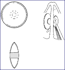 nasal septum diagram